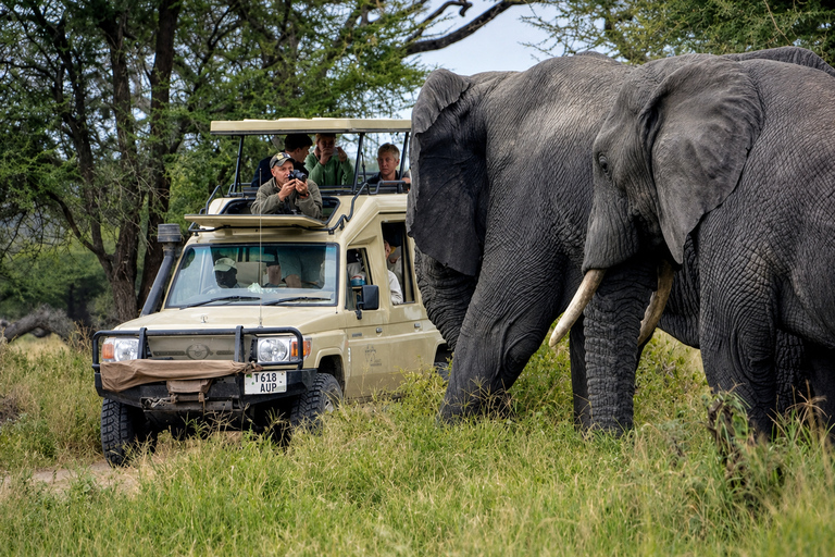 From Arusha: Tarangire Park Private Safari with Lunch