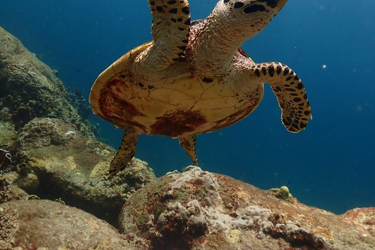 Phuket: Scuba Diving Try Dive with Hotel Pickup