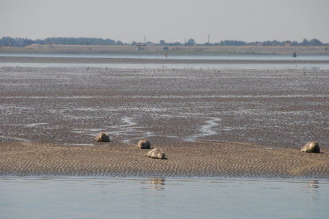 Amsterdam: Seal Safari at Waddensea UNESCO Site