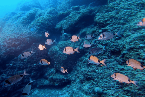 Nice: Snorkeling trip by boat, Mala Grotto, Villefranche harbor