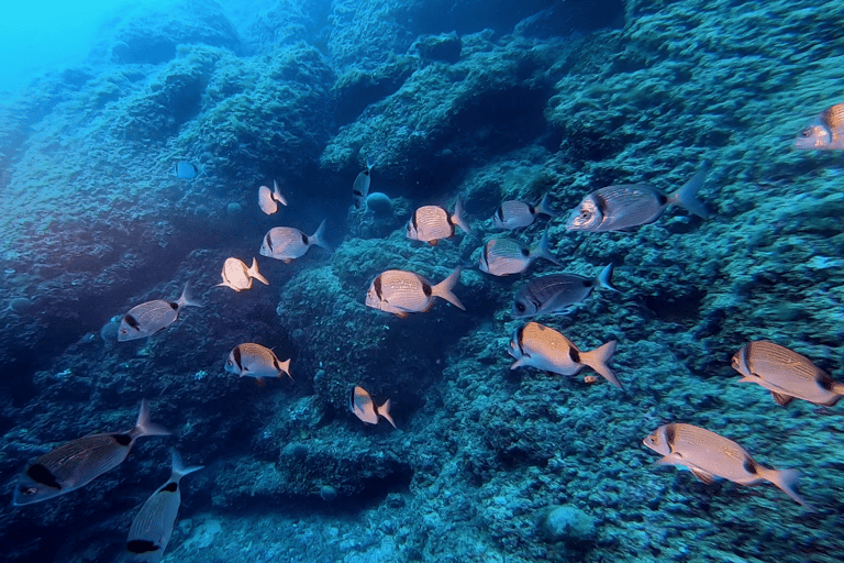 Nice: Snorkeling trip by boat, Mala Grotto, Villefranche harbor