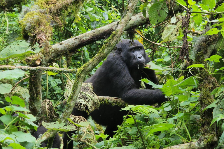 Ouganda : 5 jours de trekking avec les chimpanzés et de safari animalier