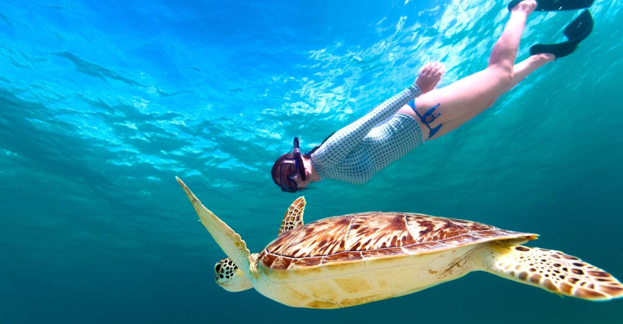 Marsa Alam, Snorkel with Sea Turtles Marsa Mubarak - Housity