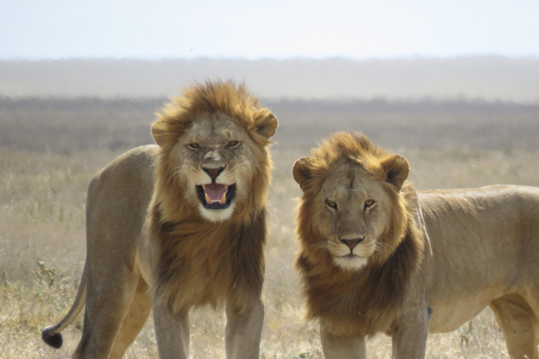 One Day Shared Ngorongoro Crater tour