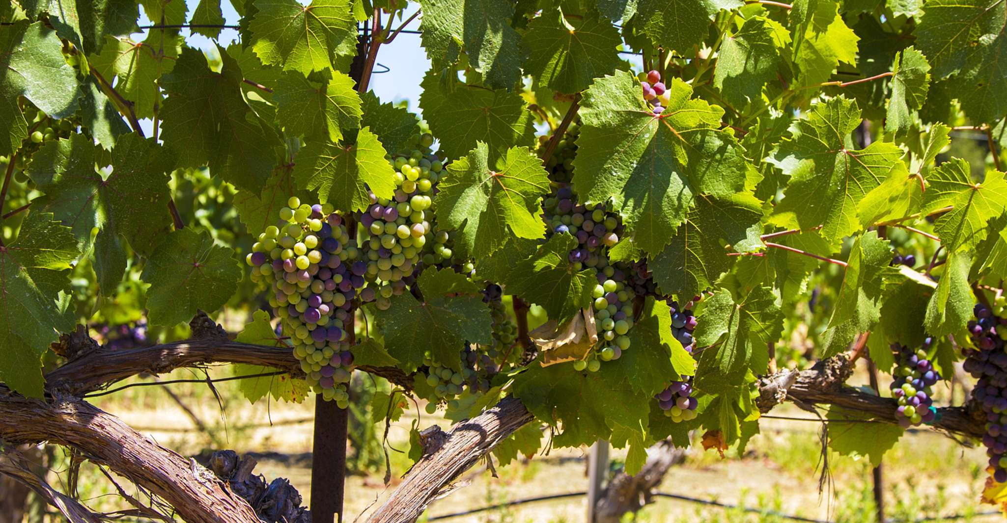 Santa Barbara, Wine Country Tour con pranzo - Hizvo