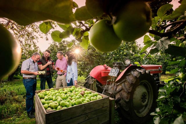 Condado de Armagh: visita a un huerto con cata de sidra y tarta de manzana