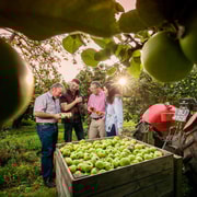 County Armargh: Orchard Tour with Cider Tasting & Apple Tart