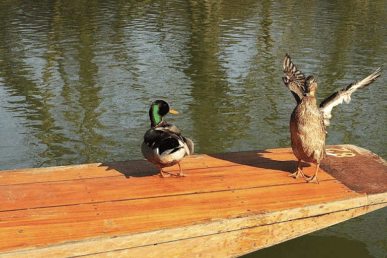 Tour en bateau sur la rivière Cherwell