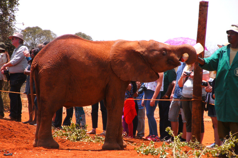 Excursão David Sheldrick Wildlife Trust e Giraffe Center