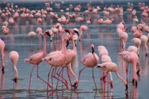 Nairobi: Nationaal Park Hell&#039;s Gate en Lake Naivasha Dag ...