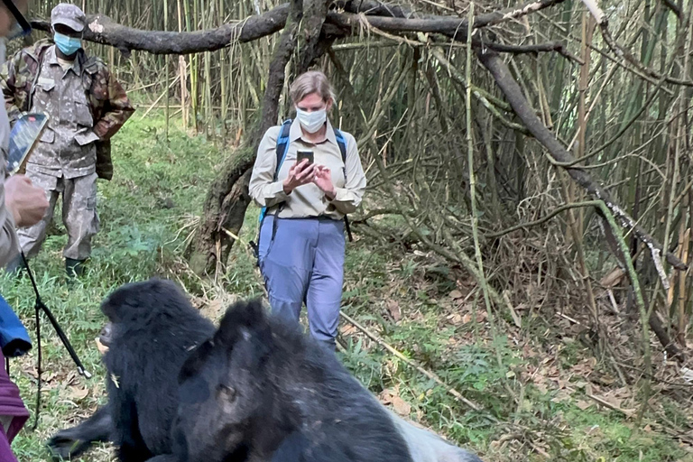 3-daagse gorillatrektocht Mgahinga Gorilla NP Oeganda via Rwanda