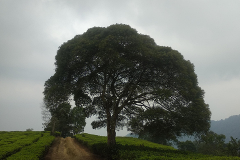 Jakarta : Excursion d'une journée au volcan Bandung LembangVolcano Mountain Bandung Lembang Day Trip Jakarta Based