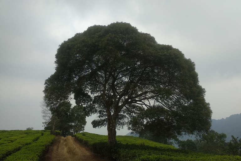 Jakarta : Excursion d'une journée au volcan Bandung LembangVolcano Mountain Bandung Lembang Day Trip Jakarta Based