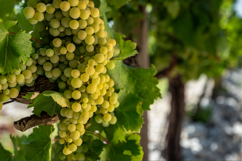 From Mostar: Herzegovina Wine Route – Old Town & Vineyards