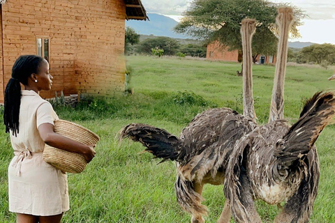 Sorgenti termali di Chemka e fauna selvatica Serval Escursione privata di un giorno