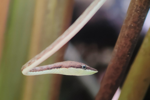 Visite du parc national de Manuel Antonio.