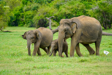 Kaudulla: Safari en elefante al atardecer con vistas impresionantes