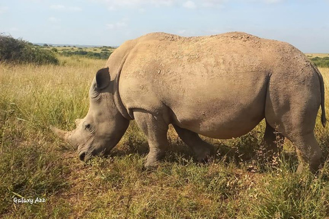 DAY TRIP AMBOSELI NATIONAL PARK FROM NAIROBI BUDGET SAFARI.