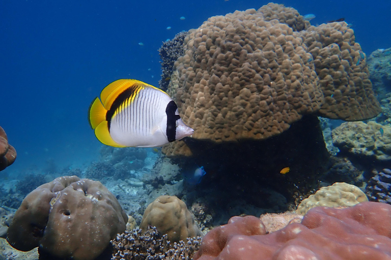 Phuket or Khaolak: Surin Islands 3day-2night Snorkeling Tour From Phuket: Surin Islands 3 day and 2night Snorkeling Tour