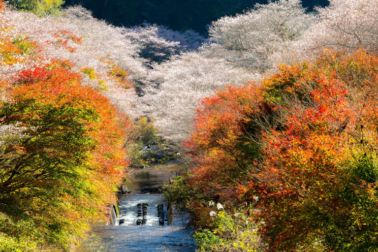 Nagoya: Autumn Korankei Gorge & Shikizakura Highlights Tour Shared Tour, Meet at Chubu Electric Power MIRAI Tower