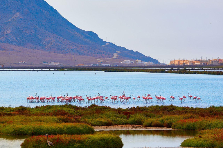 Cabo de Gata: Kayaking and Snorkeling + Salt Flats and Flamingos | Full Tour