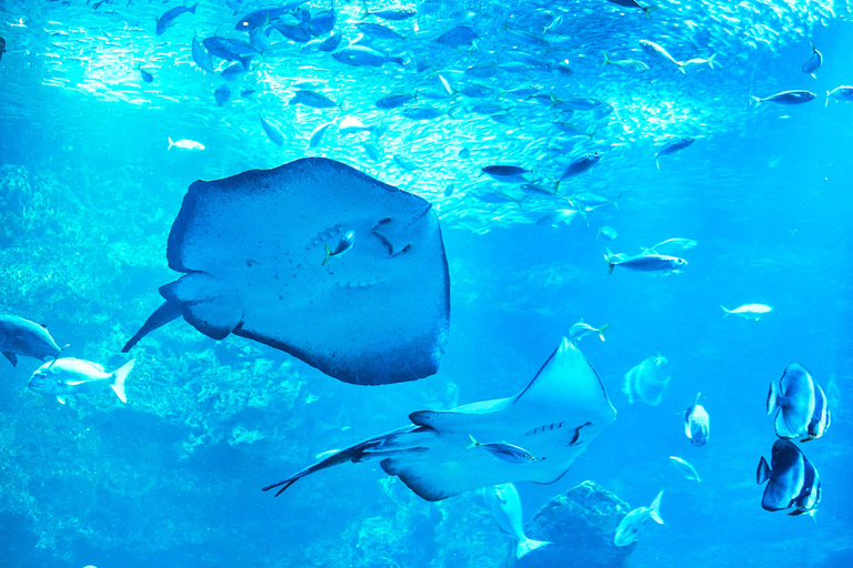 Biglietto d'ingresso all'acquario di KyotoBiglietto d'ingresso all'acquario di Kyoto (giorni feriali)