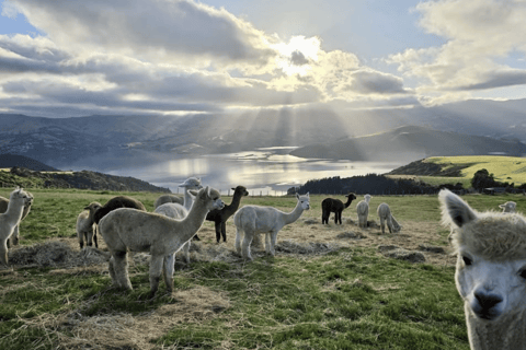 Canterbury: Shamarra Alpacas Farm Tour