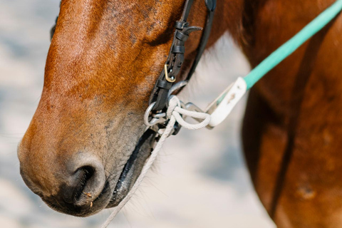Punta Cana: Swim & Ride Horse on Caribbean Beach & Transport