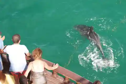 Djerba: Pirate Boat-Trip to Flamingo Island with Lunch