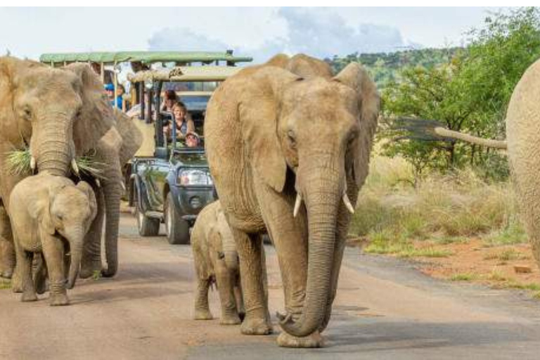 Johannesburg: 4-Day Pilanesberg Big Five Safari with Camp