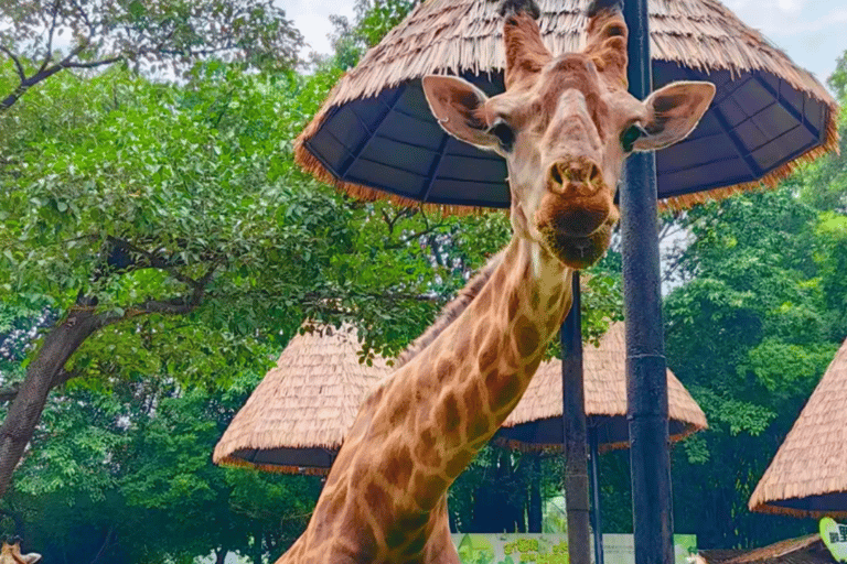 Guangzhou: Chimelong Safari Park Entry with Private Transfer Shenzhen | Private Transfer + Chimelong Safari Park Ticket