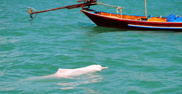 Koh Samui Pink Dolphin Sightseeing and Snorkelling Tour