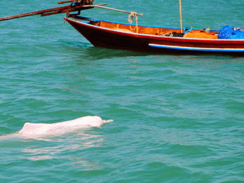 Koh Samui Pink Dolphin Sightseeing and Snorkelling Tour