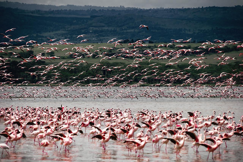 Safari de 4 días en el Parque Nacional de Masaai Mara y Lago Nakuru