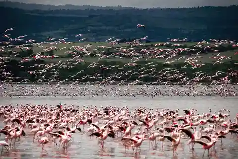 Excursión de un día al Parque del Lago Nakuru y paseo en barco opcional por L.Naivasha