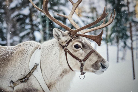 Levi: Ultimate Combo! Husky Safari & Reindeer Sleigh Ride Levi: Husky and Reindeer Arctic Duo Safari