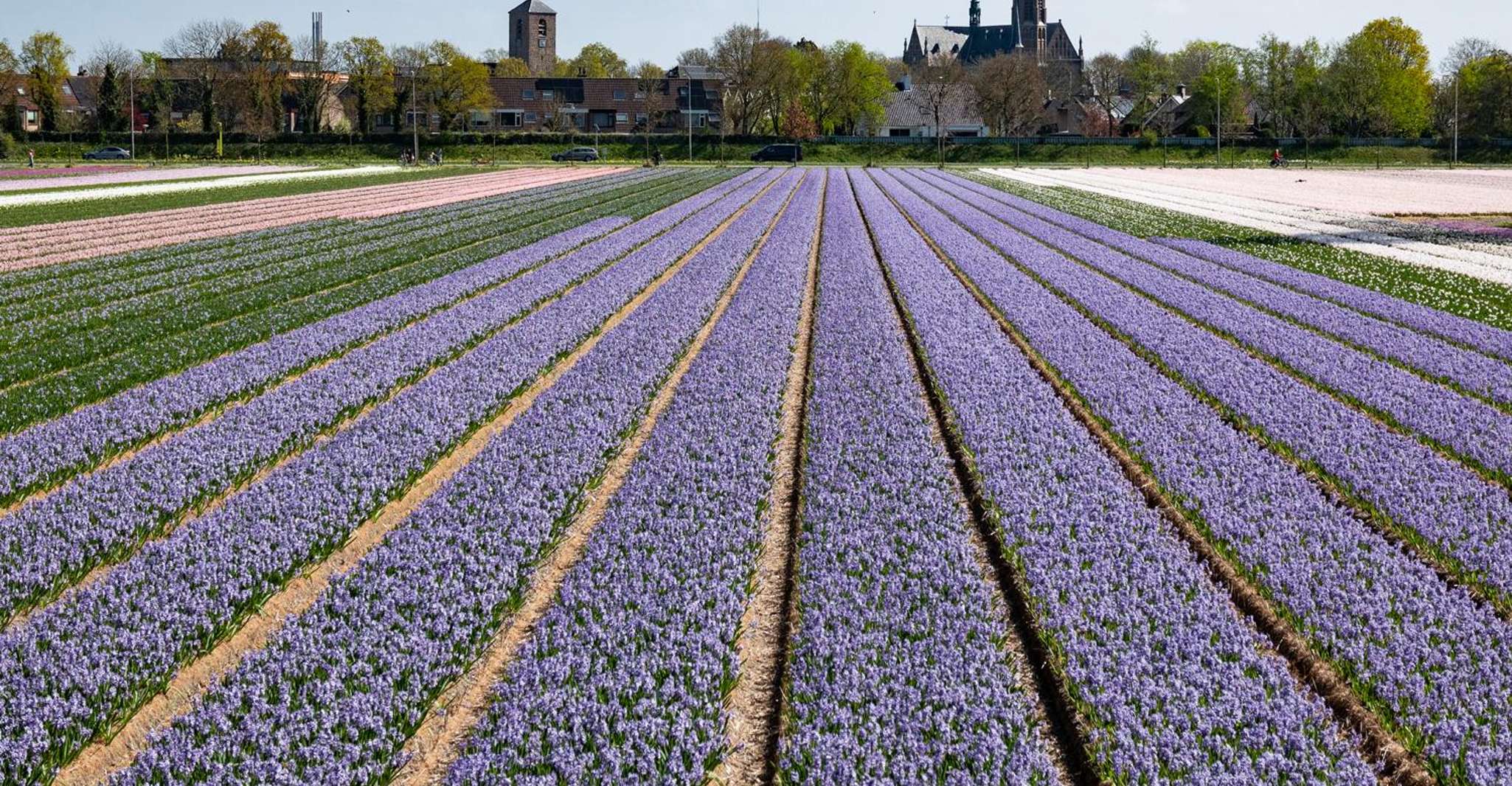 Amsterdam: Tulip Farm Visit, Keukenhof, and Windmill Cruise photo 7