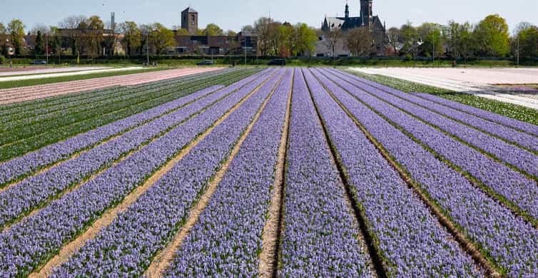Amsterdam: Tulip Farm Visit, Keukenhof, and Windmill Cruise photo 7