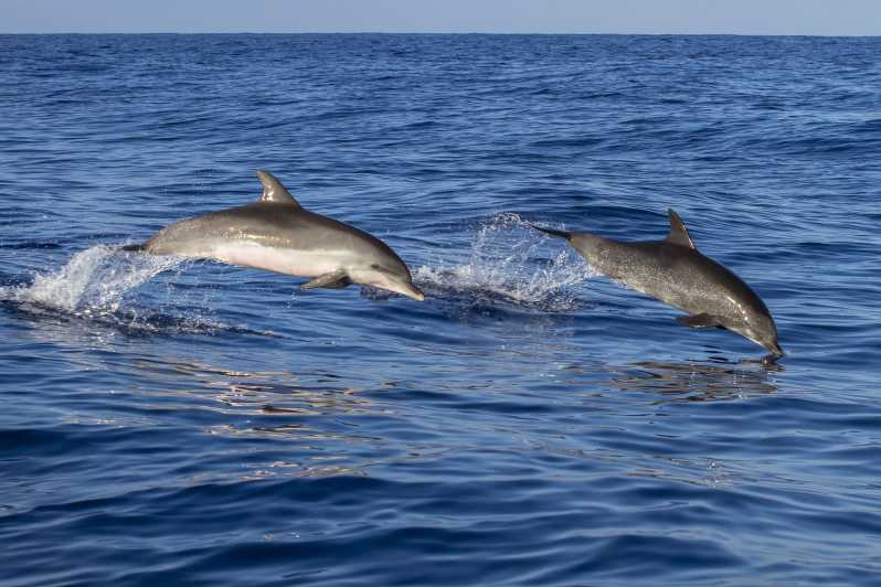 Poreč: Dolphin Spotting Cruise med inkludert drikke