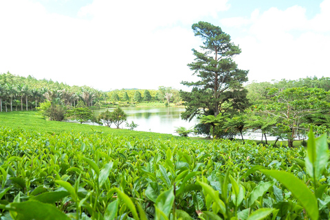 Route du thé, du rhum et de la vanille