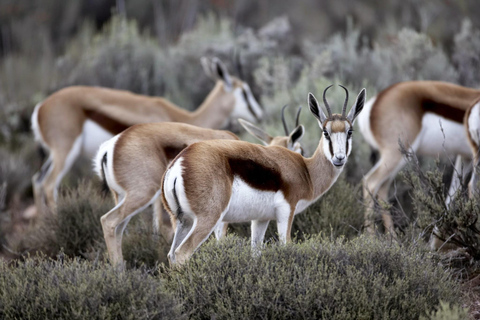 Big Five Safari en Breede River Valley begeleide dagtrip