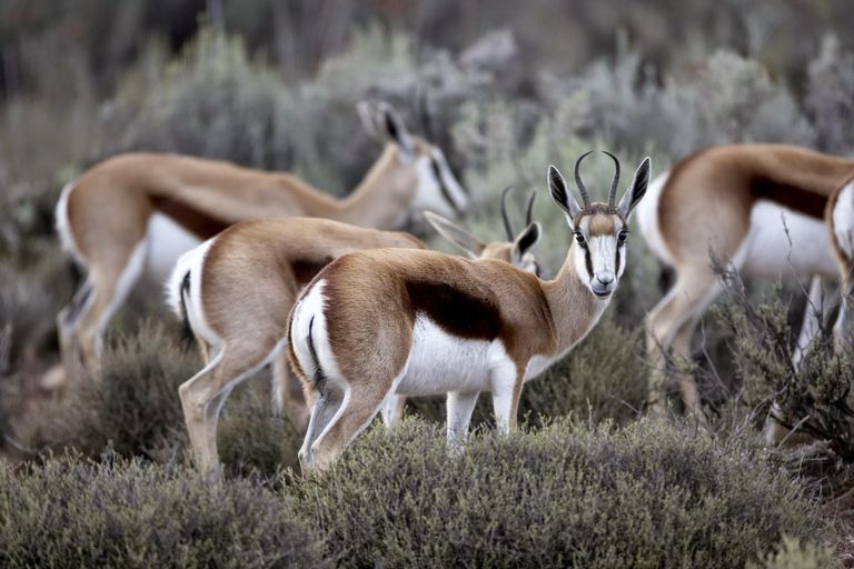 Big Five Safari und geführte Tagestour durch das Breede River Valley