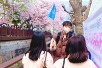 Da Busan, Jinhae Cherry Blossom Day o Night Tour - Hizvo