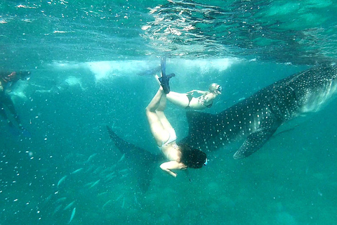 Cebu: nuoto con lo squalo balena a Oslob e canyoning alle cascate di AguinidCebu: osservazione dello squalo balena e canyoning delle cascate di Aguinid ...