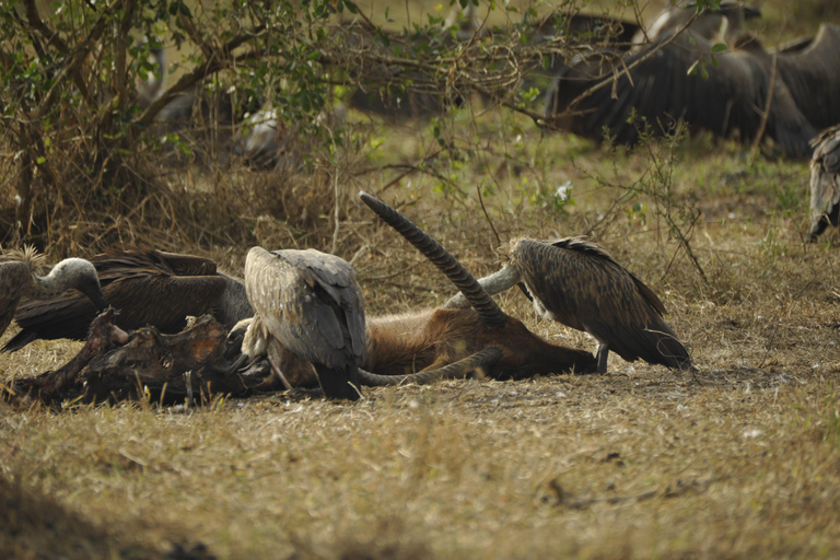 Uganda: 3-Day Lake Mburo National Park Adventure Tour