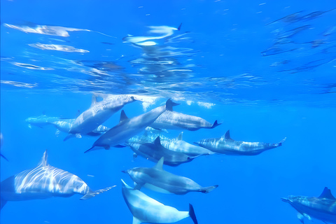 Zanzibar: Mnemba Island Snorkeling Trip with Dolphin … Tour With Meeting Point At Mama Mia Restaurant Beach Side