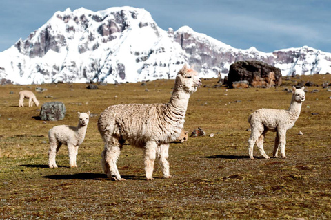 Cuzco: Tur till de 7 sjöarna i Ausangate + lunch