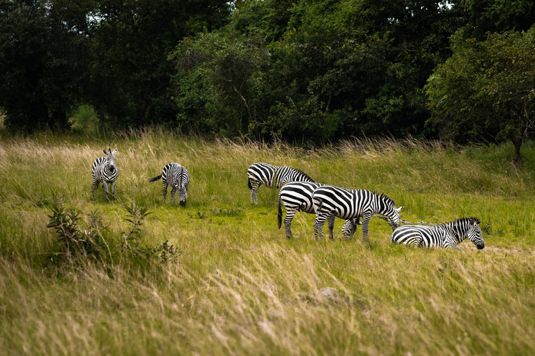 Ruhengeri, Rwanda (safari z trekkingiem na goryle)