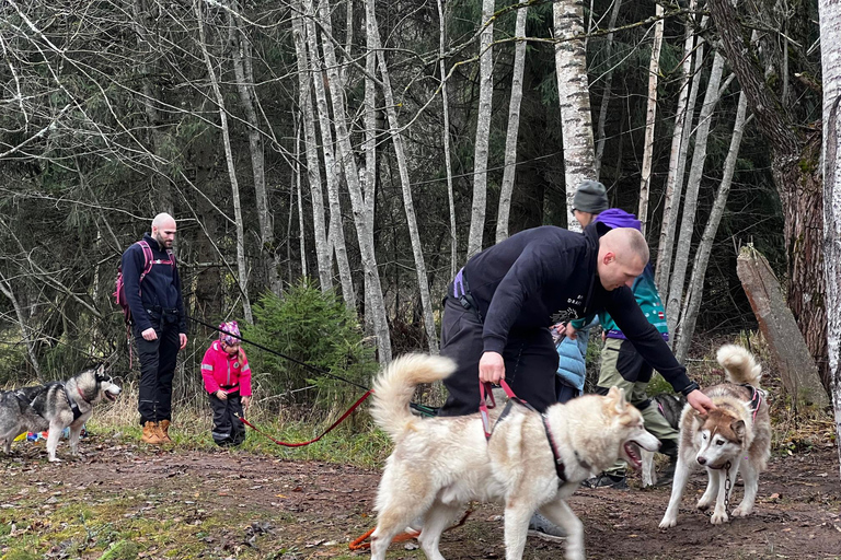 Riga : Randonnée avec des huskys sur le sentier de la nature