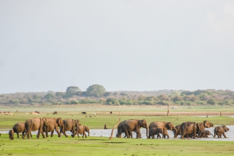 Au départ d'Ella - Safari privé dans le parc national d'Udawalawe